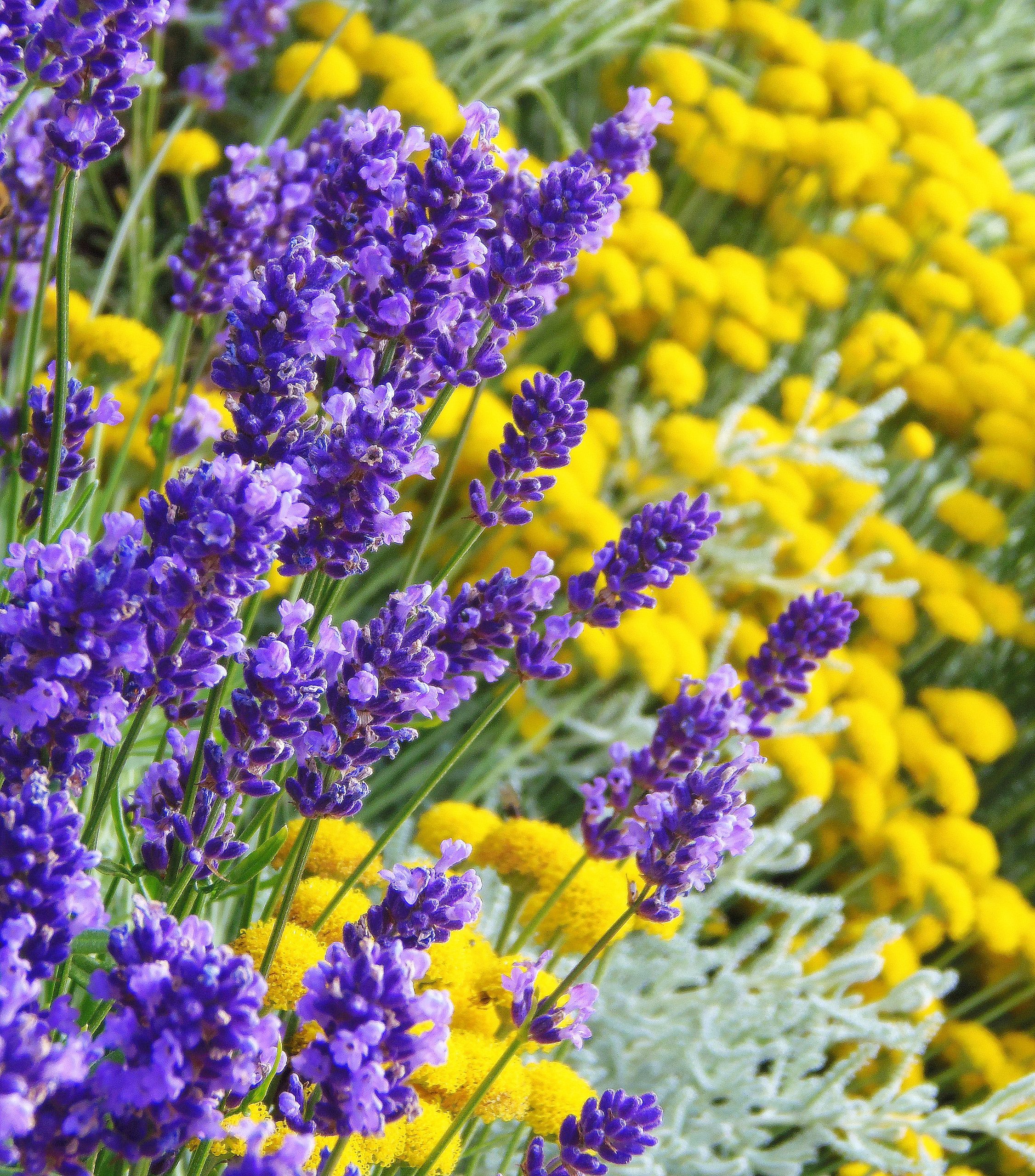 Copé déclare : Les musulmans français partagent des valeurs droitières – l’interdiction du voile est trop tardive